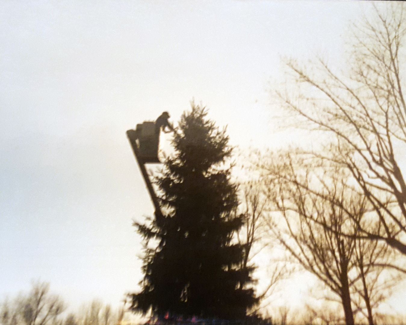 Tree removal