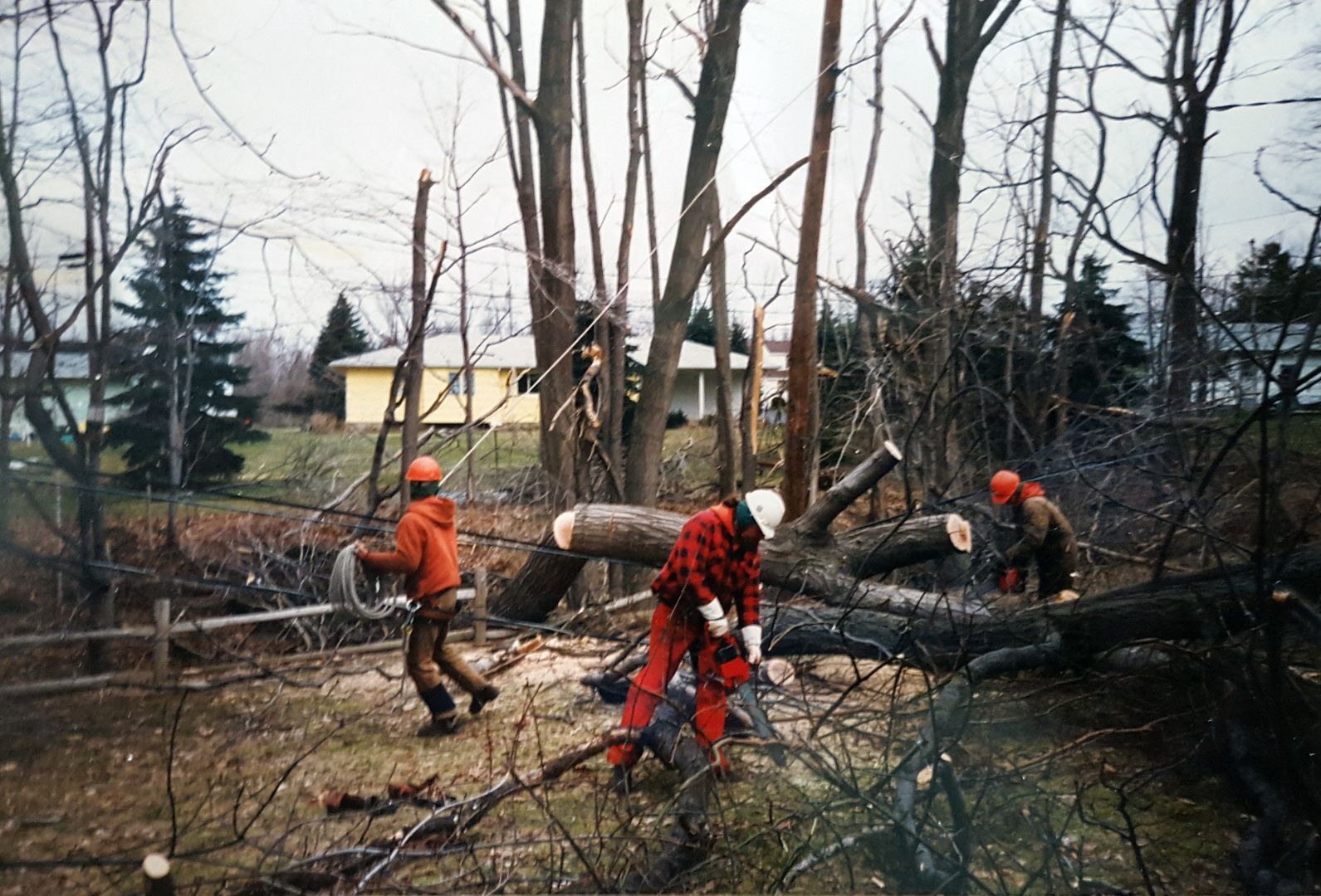 Tree services