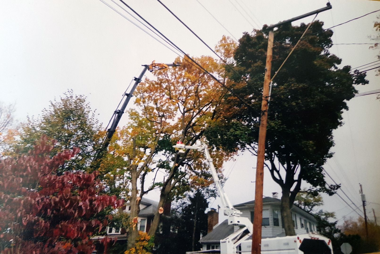 Tree services