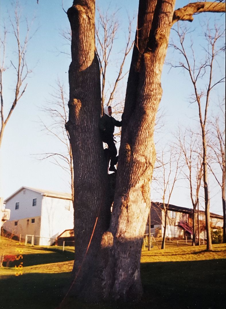 Tree services
