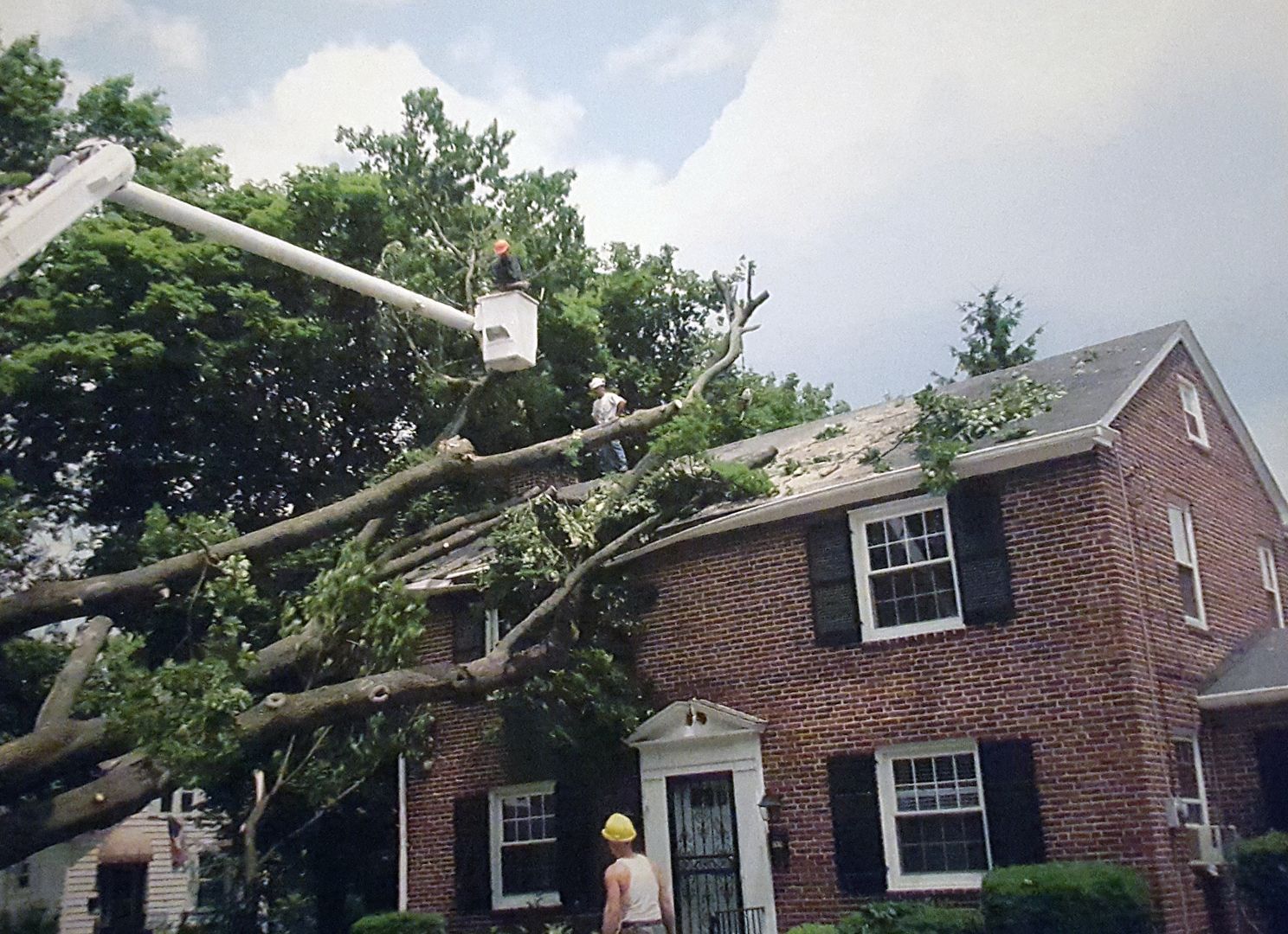Tree services