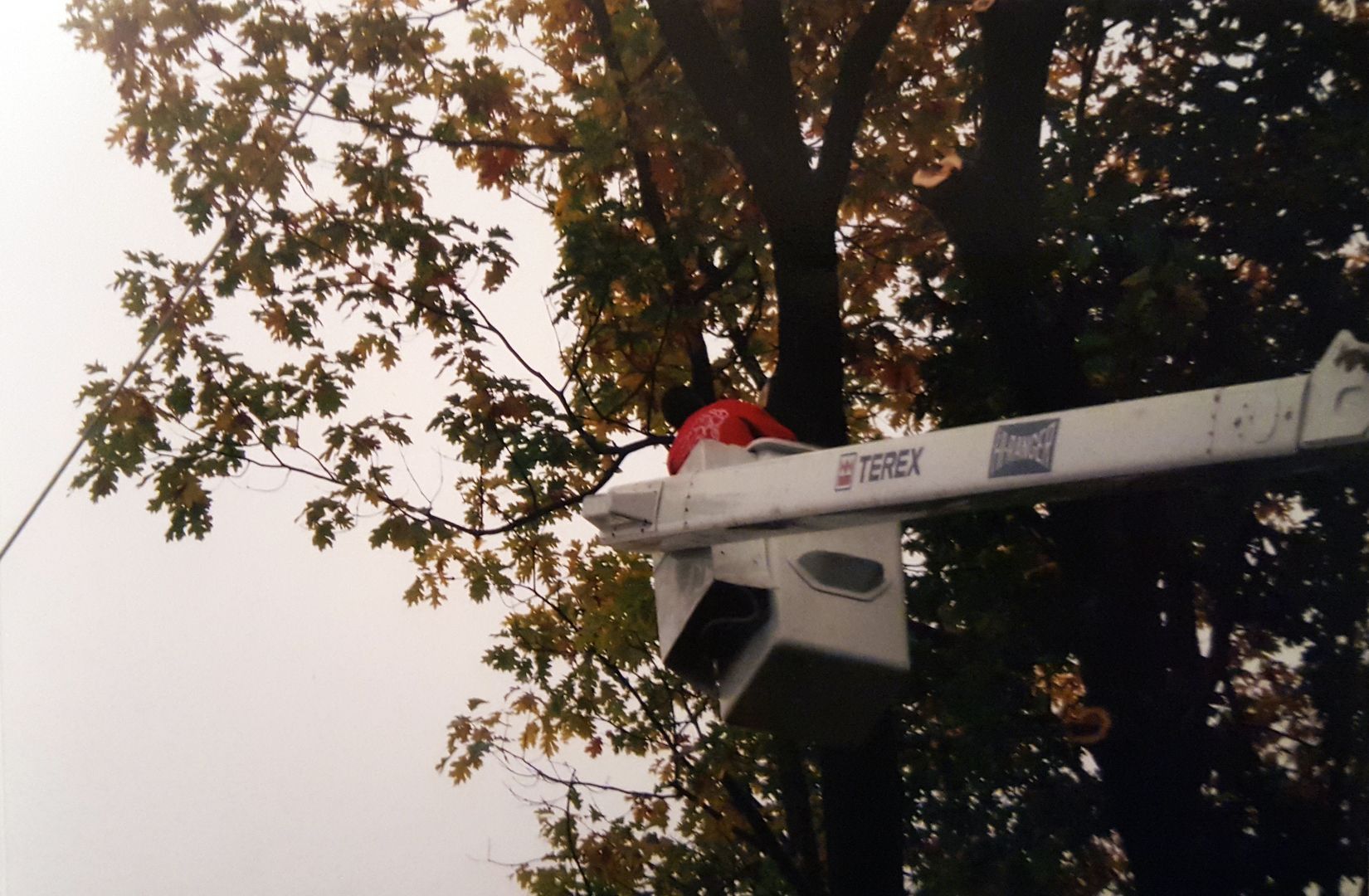 Tree trimming