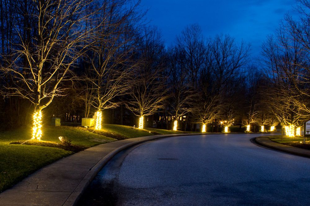 Lit trees line a curved road at dusk, with warm lights glowing against a deep blue sky.
