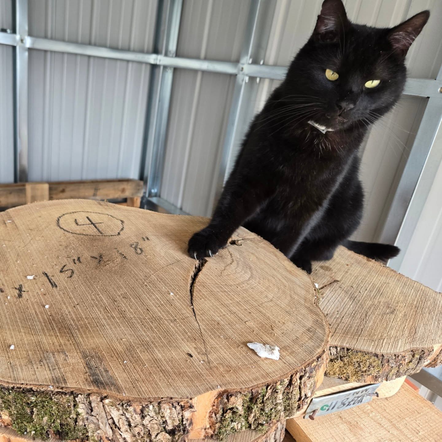 A black cat with yellow eyes stands on a large, rustic wood slice marked with the number four in an industrial setting.