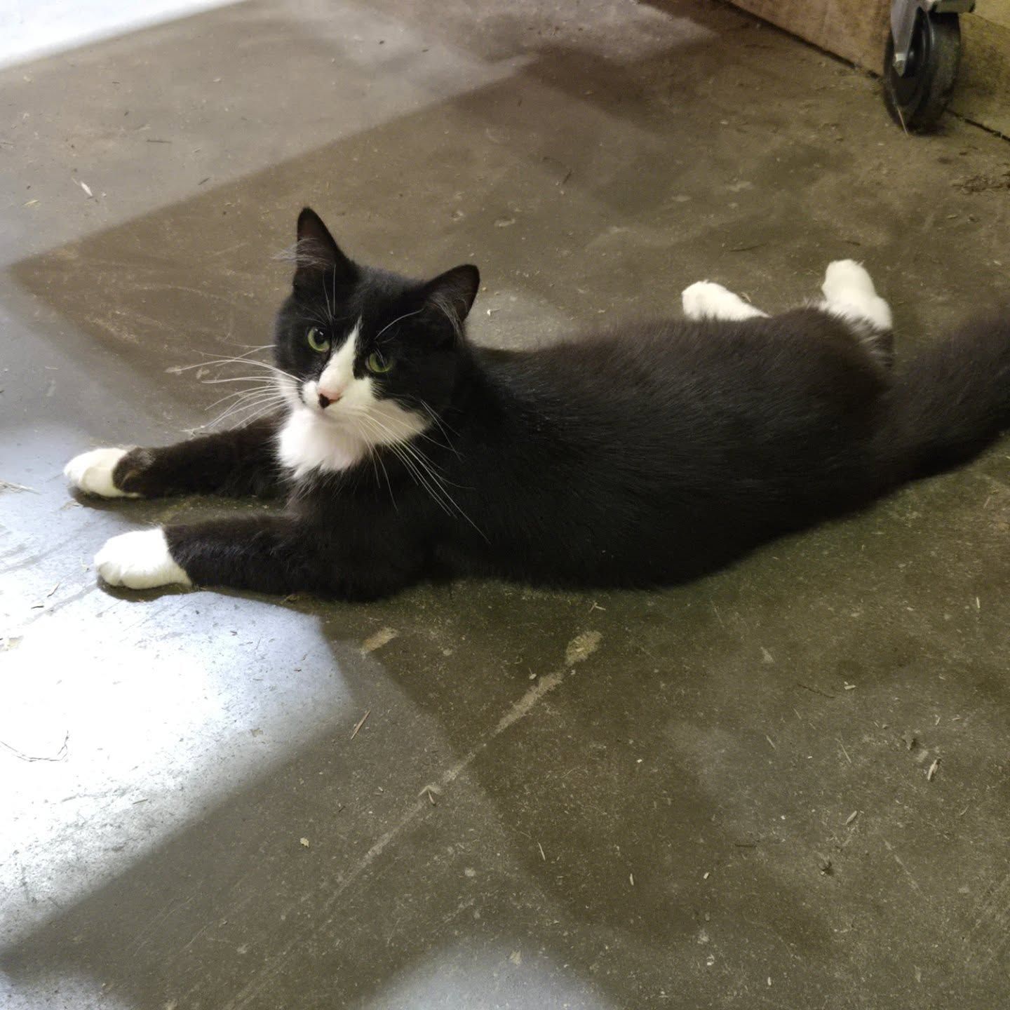 A black and white cat lies stretched out on a concrete floor, looking toward the camera.