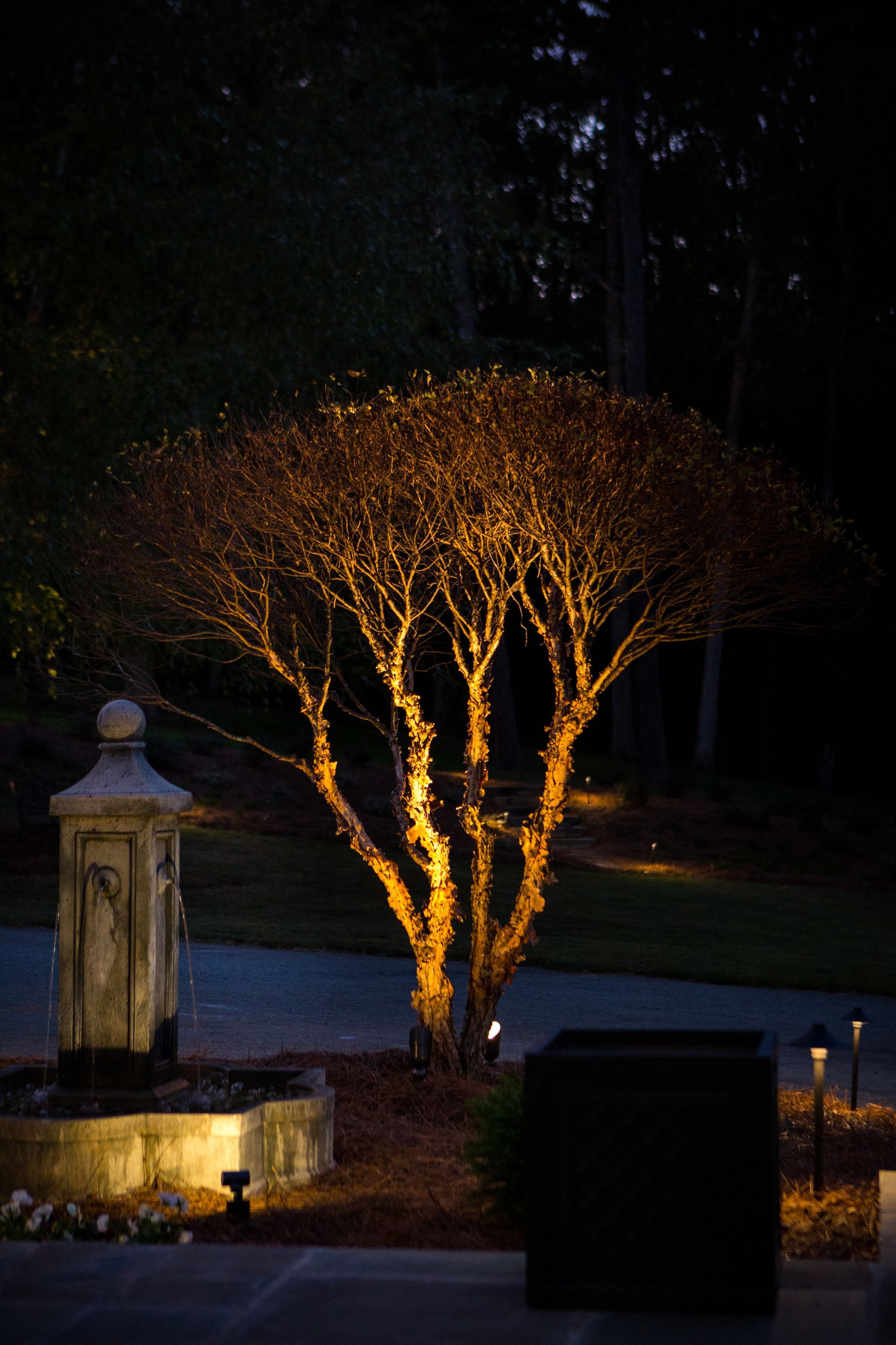 Illuminated tree and fountain at night. Amber lights highlight the tree's branches and a stone fountain.