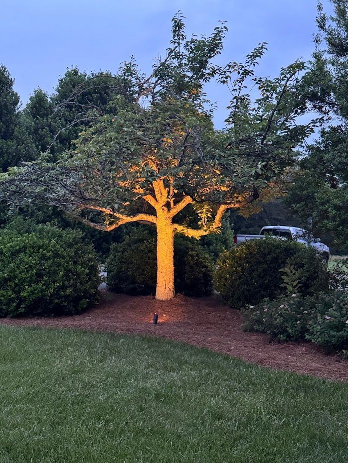 Tree wrapped in yellow lights, in a yard surrounded by bushes and trees at dusk.