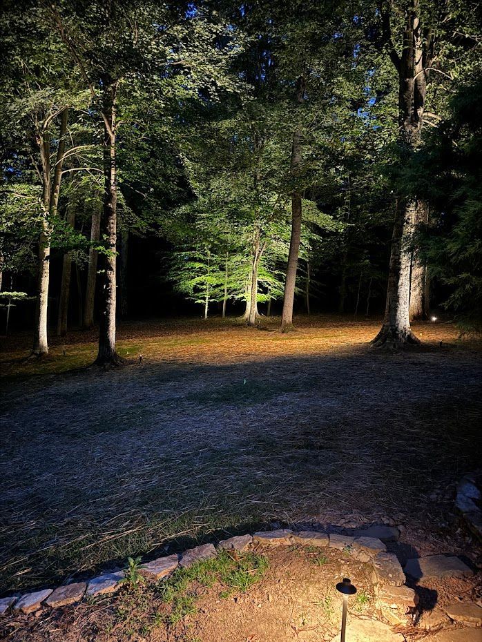 Nighttime view of illuminated trees in a forest. Green foliage and brown trunks, with a lit path.