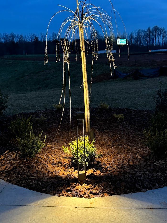 A lit-up weeping willow tree in a mulched garden bed. Pathway lights illuminate the area at dusk.