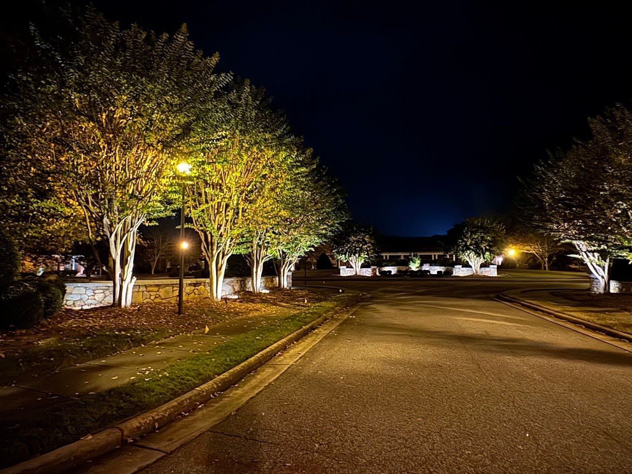 Lit trees line a dark road at night. Yellow lights illuminate foliage and the pavement.
