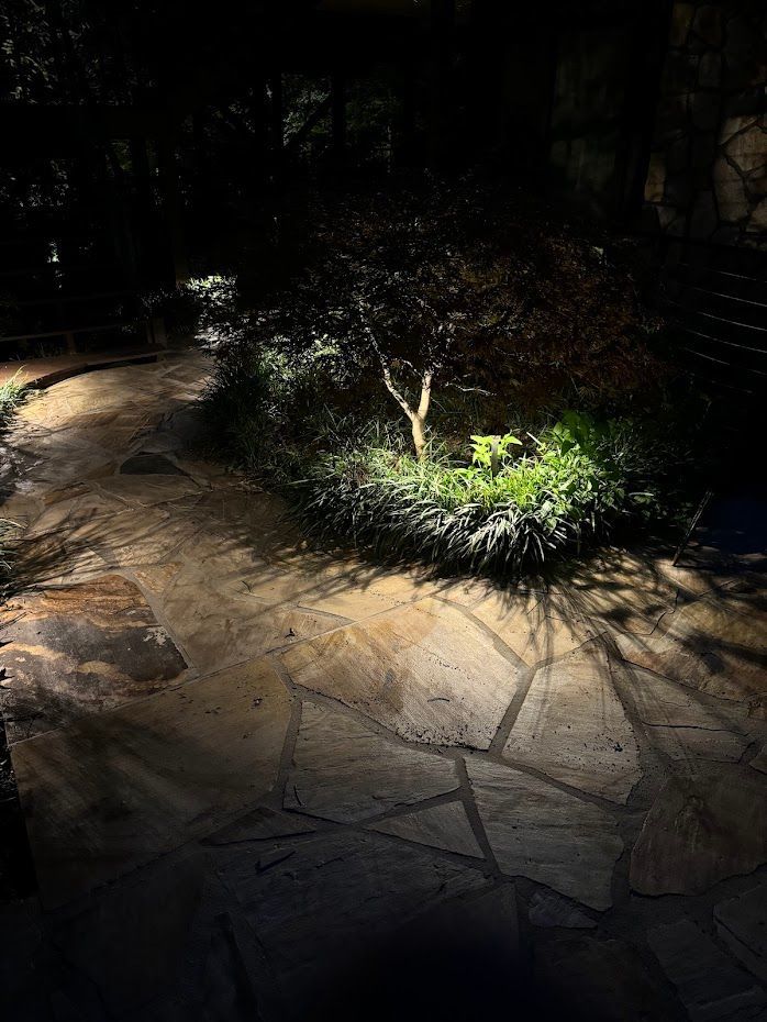 Pathway illuminated by spotlights, highlighting a small tree and surrounding greenery at night.