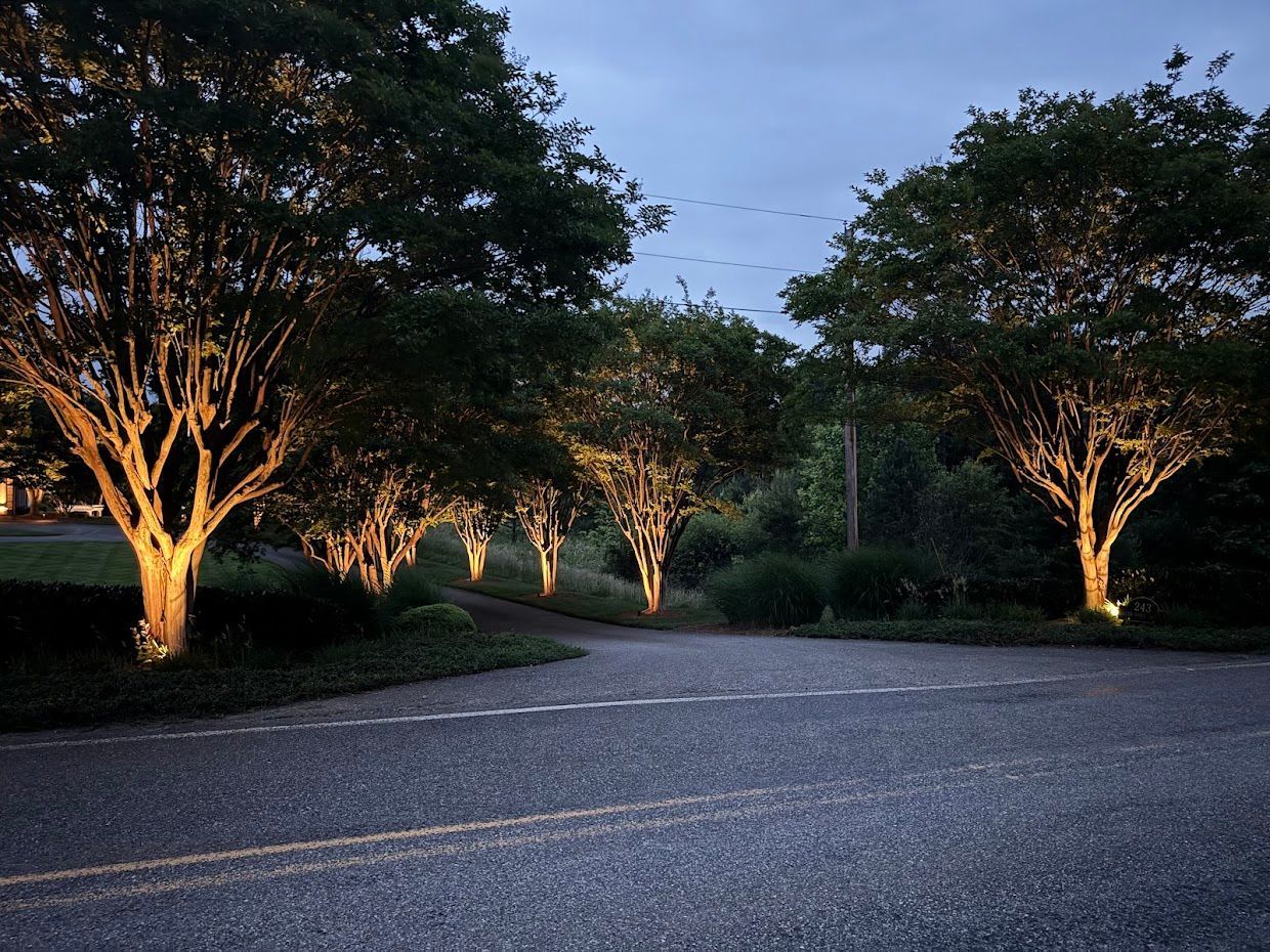 Trees lit up with spotlights, lining a driveway at dusk.