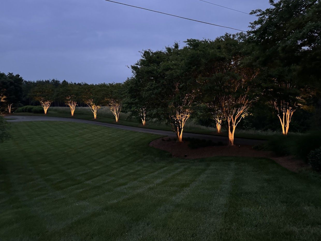 Trees illuminated along a grassy drive at dusk.