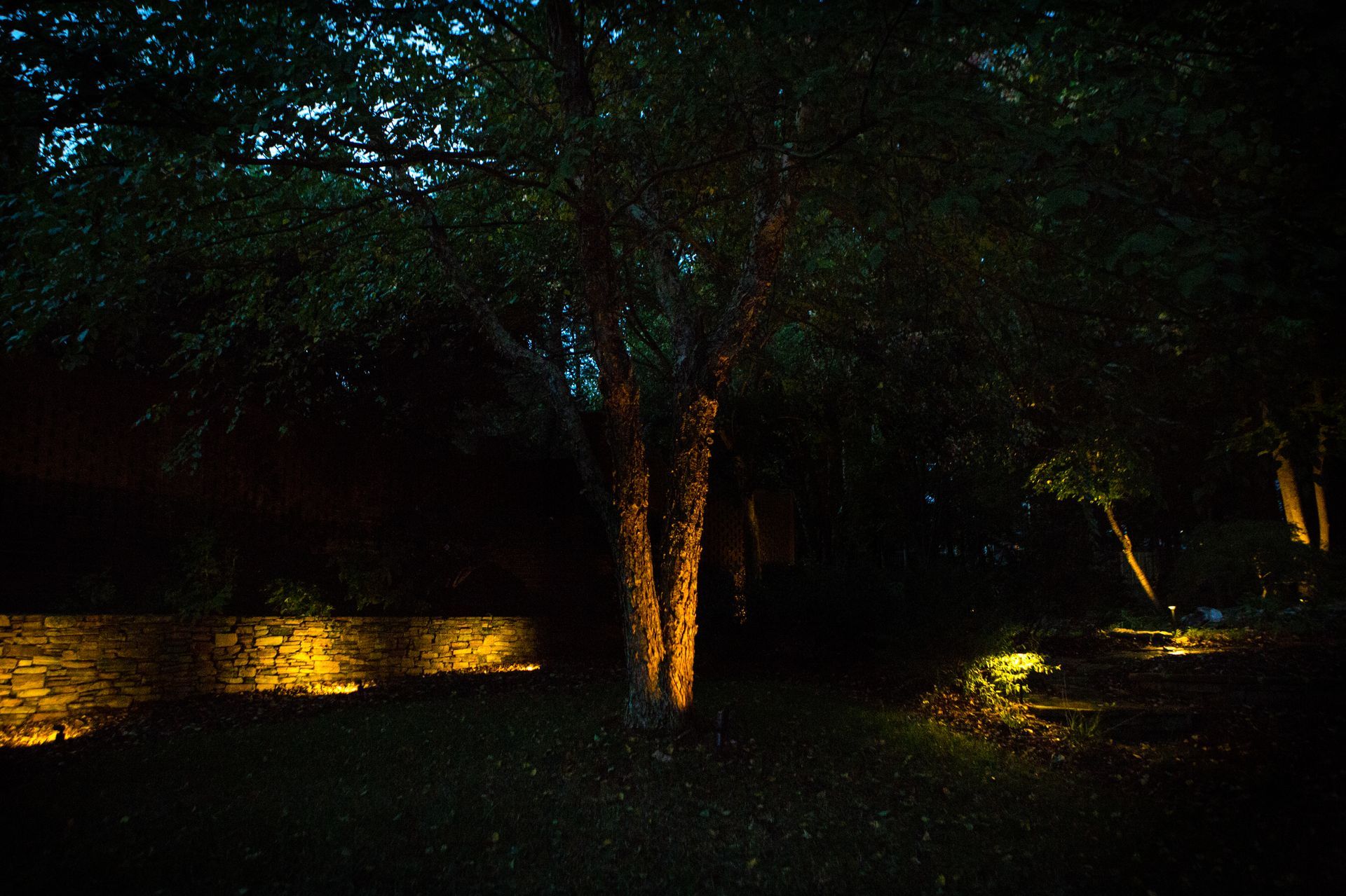 A tree illuminated by warm lights at night in a dark outdoor setting.
