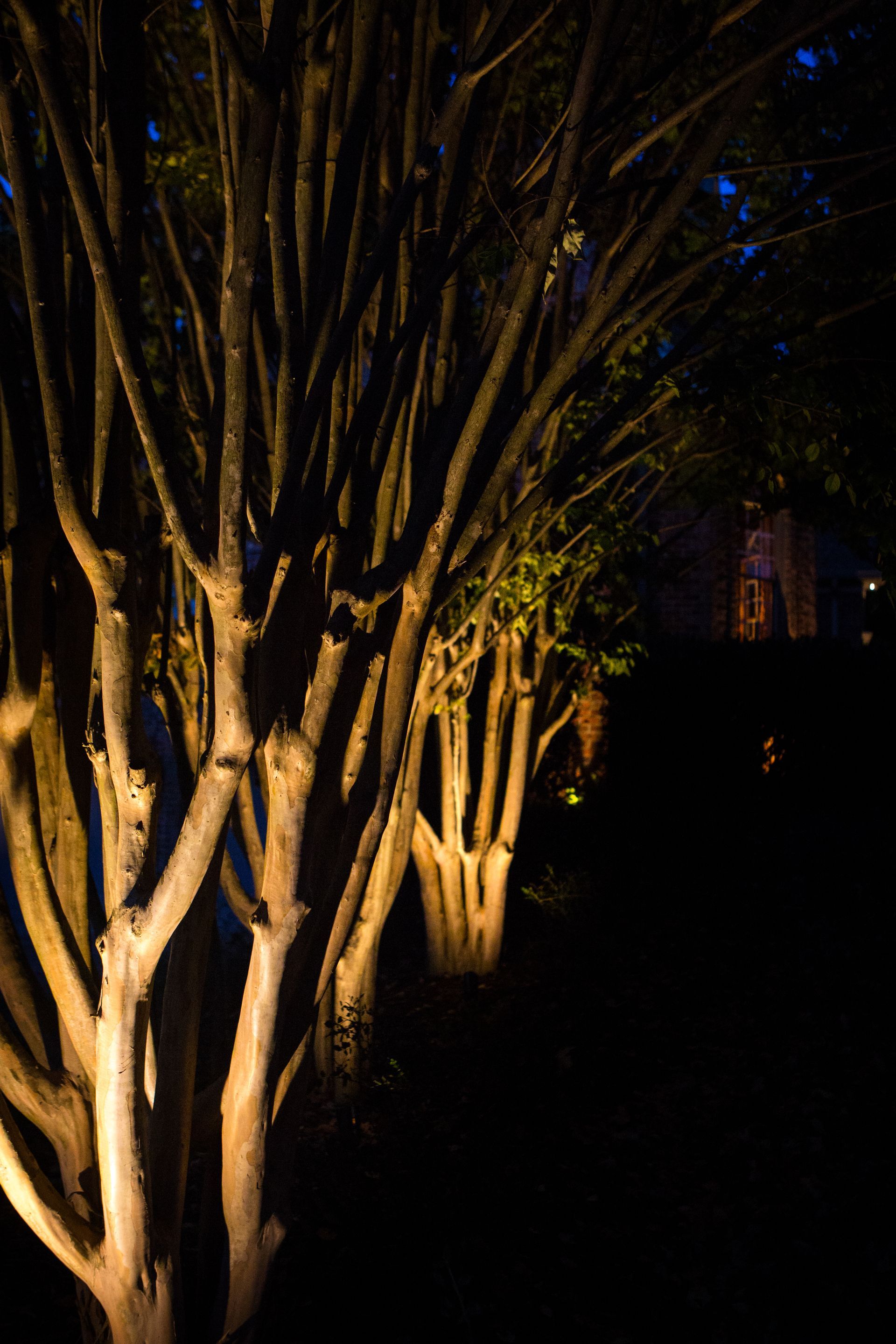 Trees illuminated with warm light against a dark background, possibly at night.