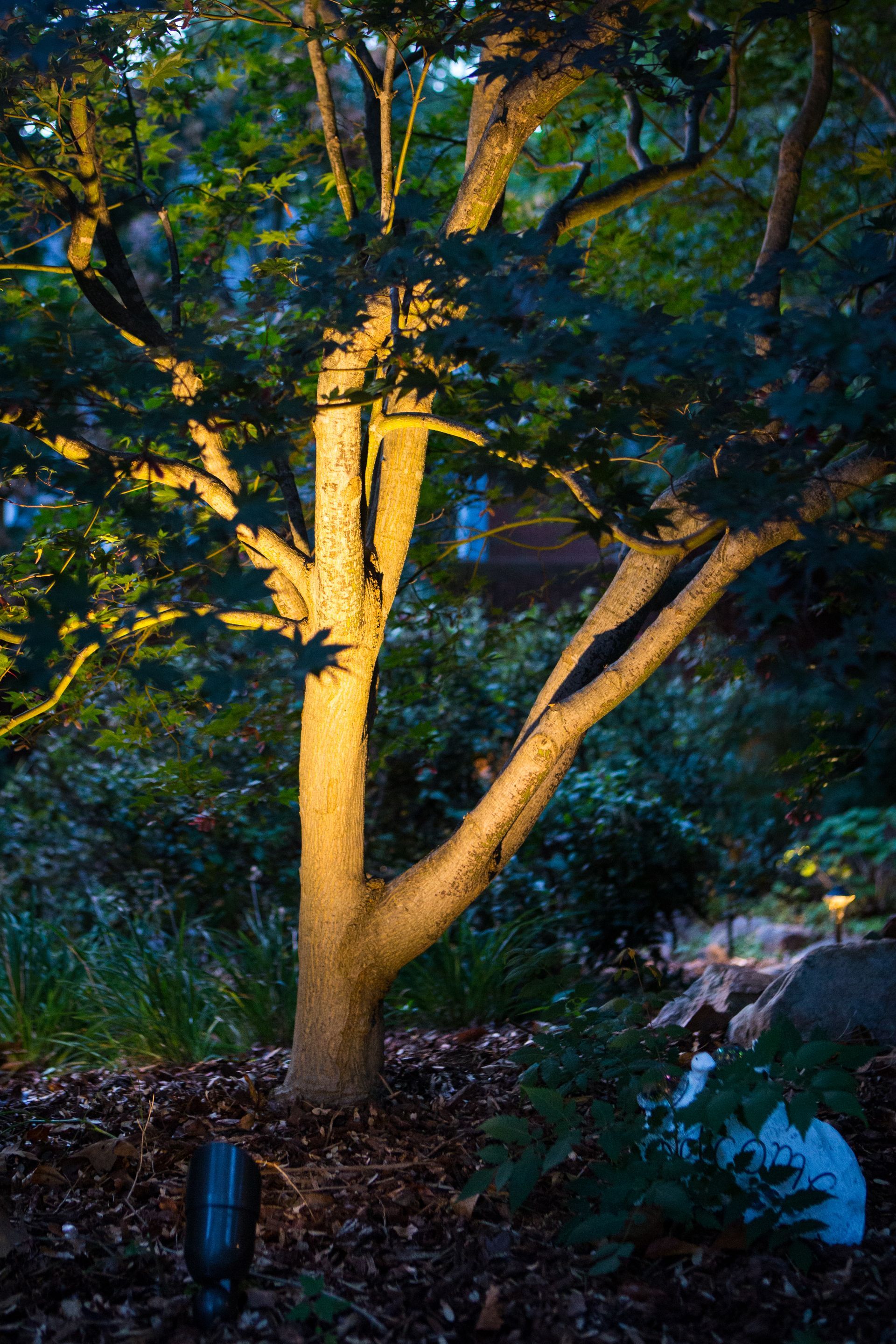 Tree illuminated at night, with gold lighting on trunk and branches, surrounded by dark foliage.