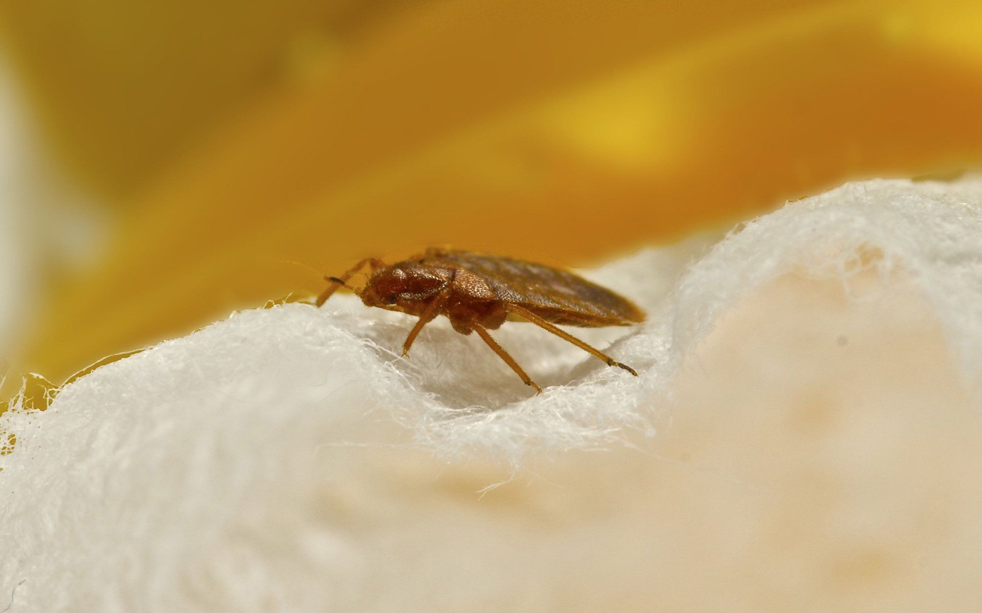 Bedbug treatment