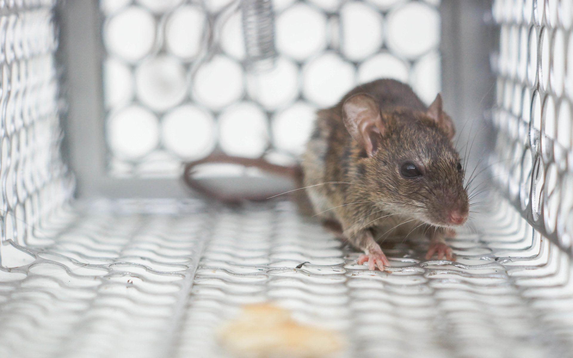 Mr. Pest Control Exterminators Madison, IN