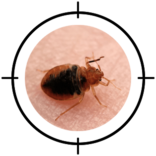 Bedbug treatment