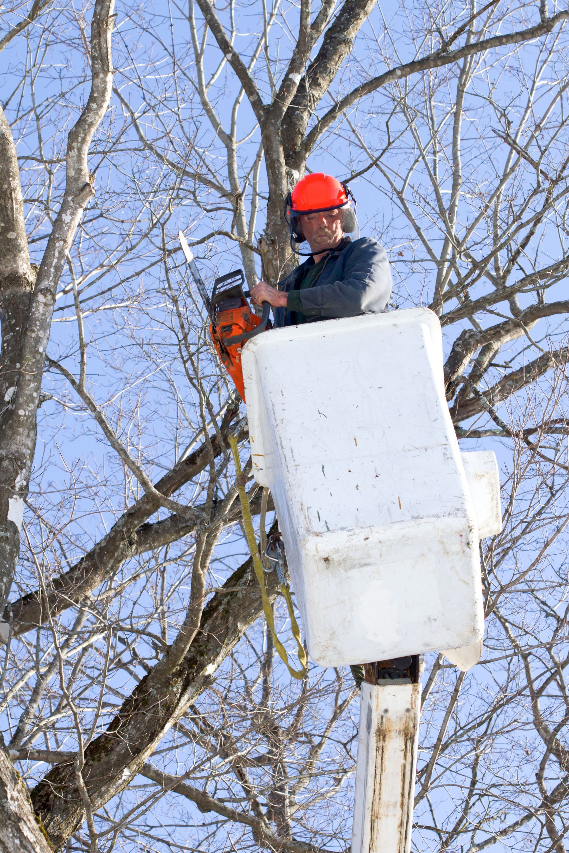 The Benefits of Working With a Professional Local Tree Service