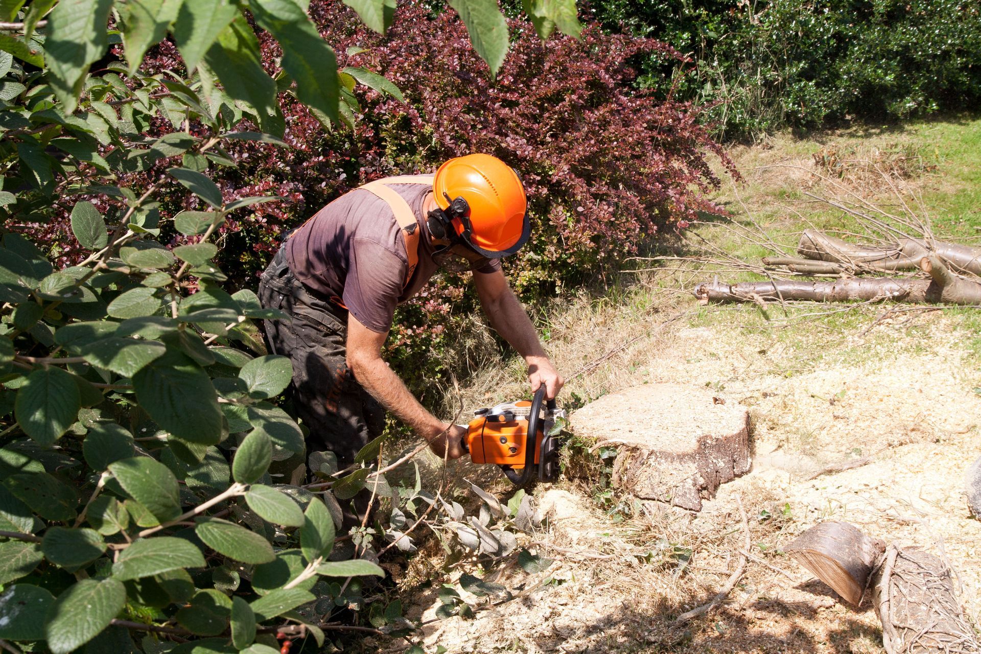 What Homeowners Should Know Before Hiring Tree Service Companies