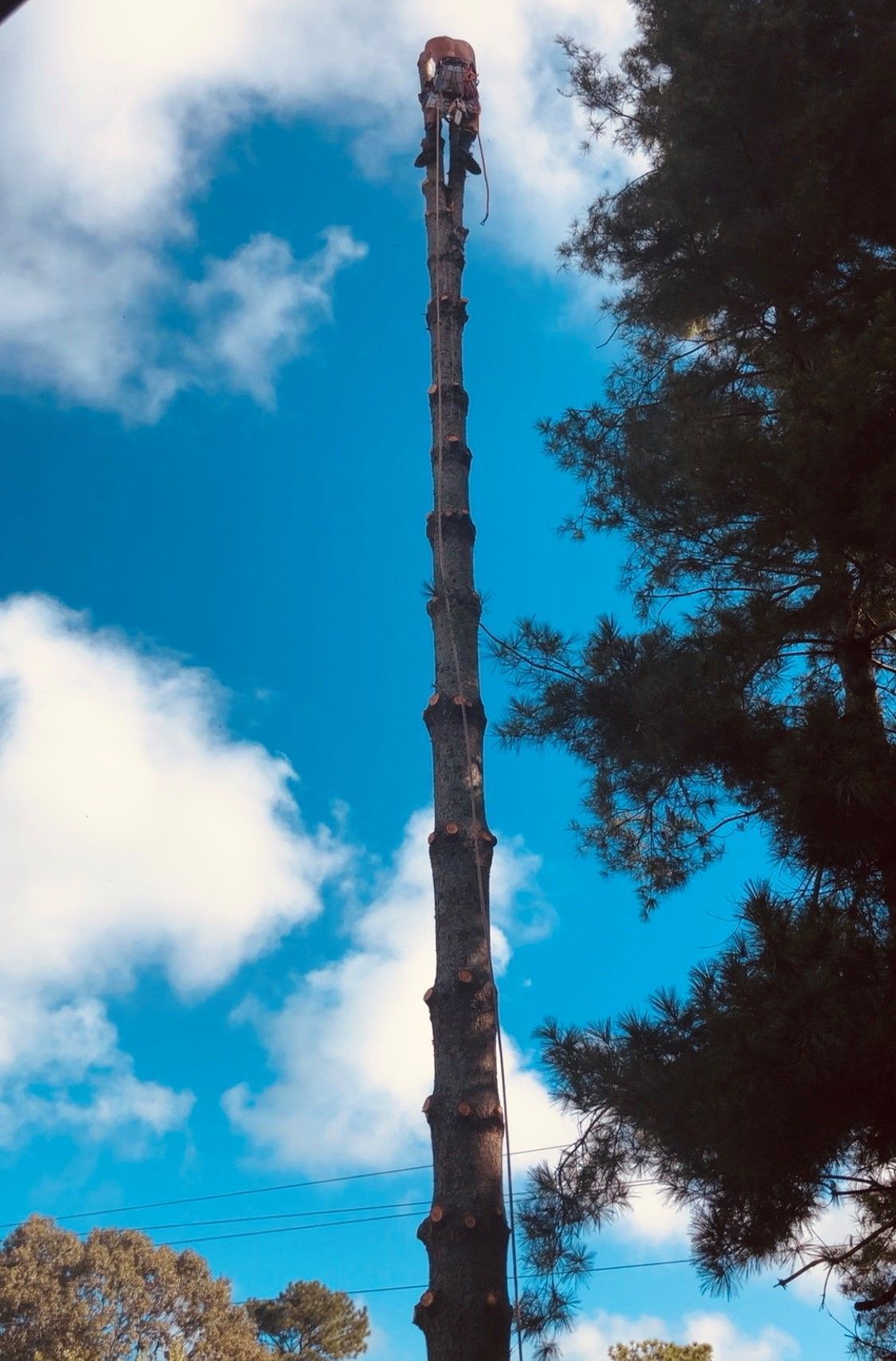 A very tall tree with a blue sky in the background