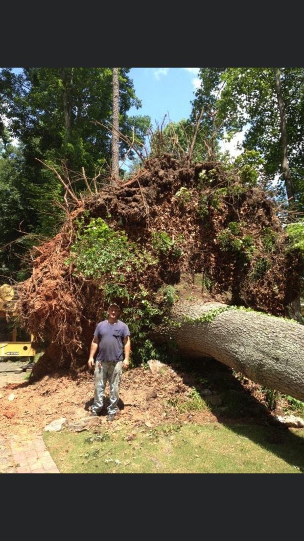 A man is standing in front of a large fallen tree.