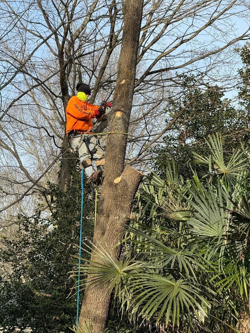 A man is climbing a tree with a chainsaw.