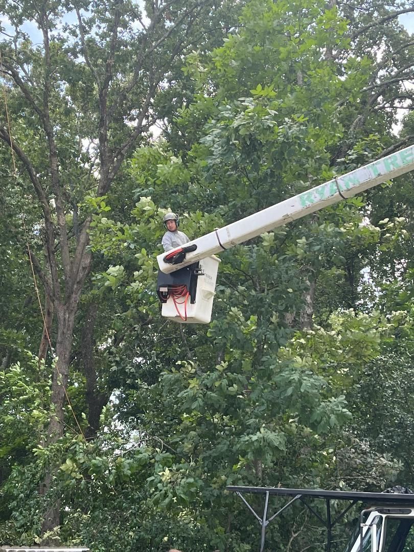 A man is sitting in a bucket on a crane cutting a tree.