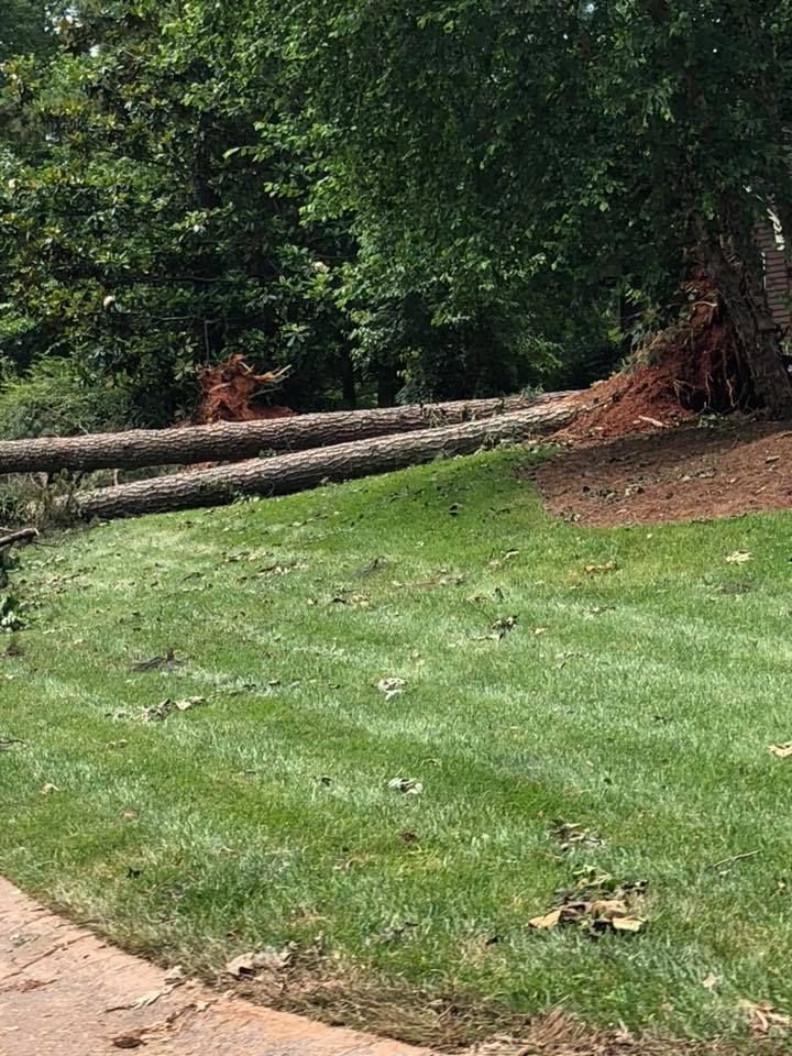 A tree that has fallen on top of a lush green lawn.