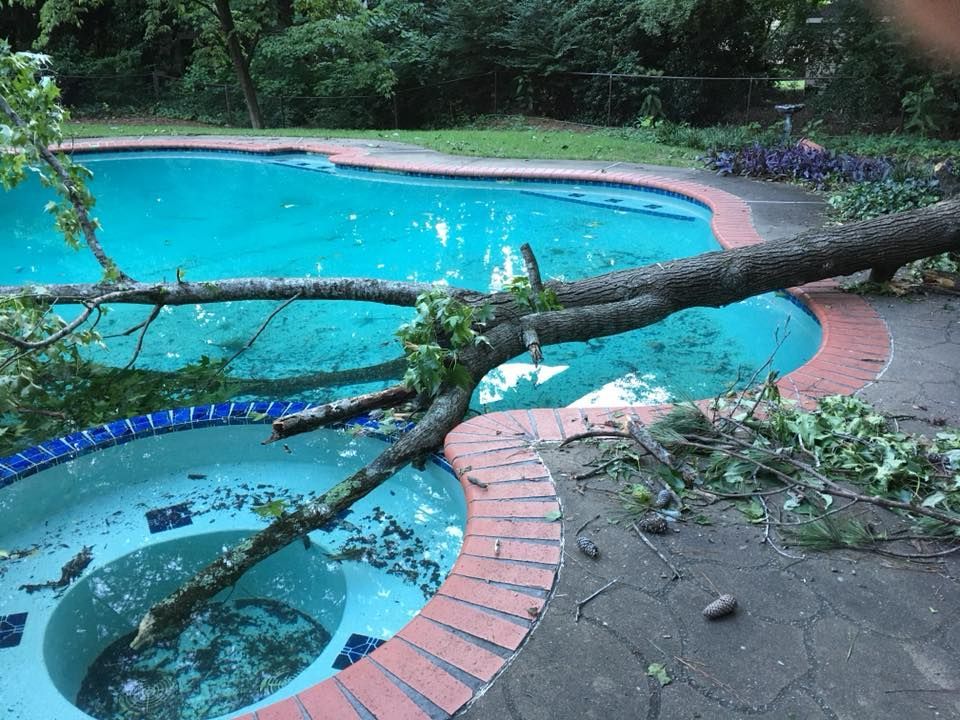 A tree branch has fallen into a swimming pool