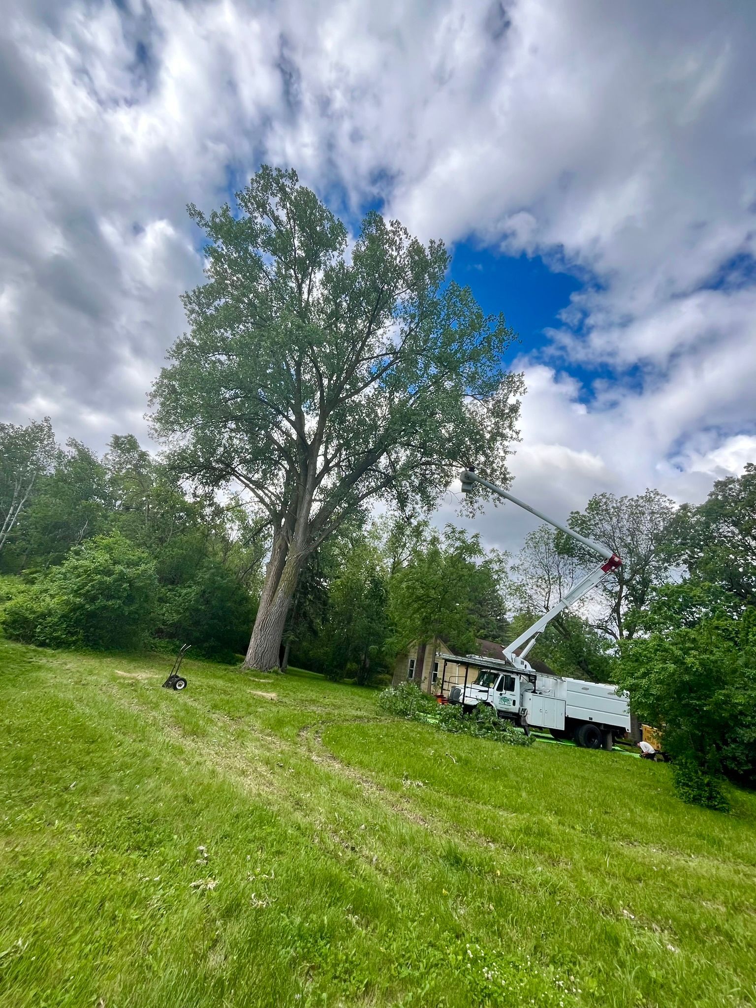 A large tree is being cut down by a crane in a grassy field.
