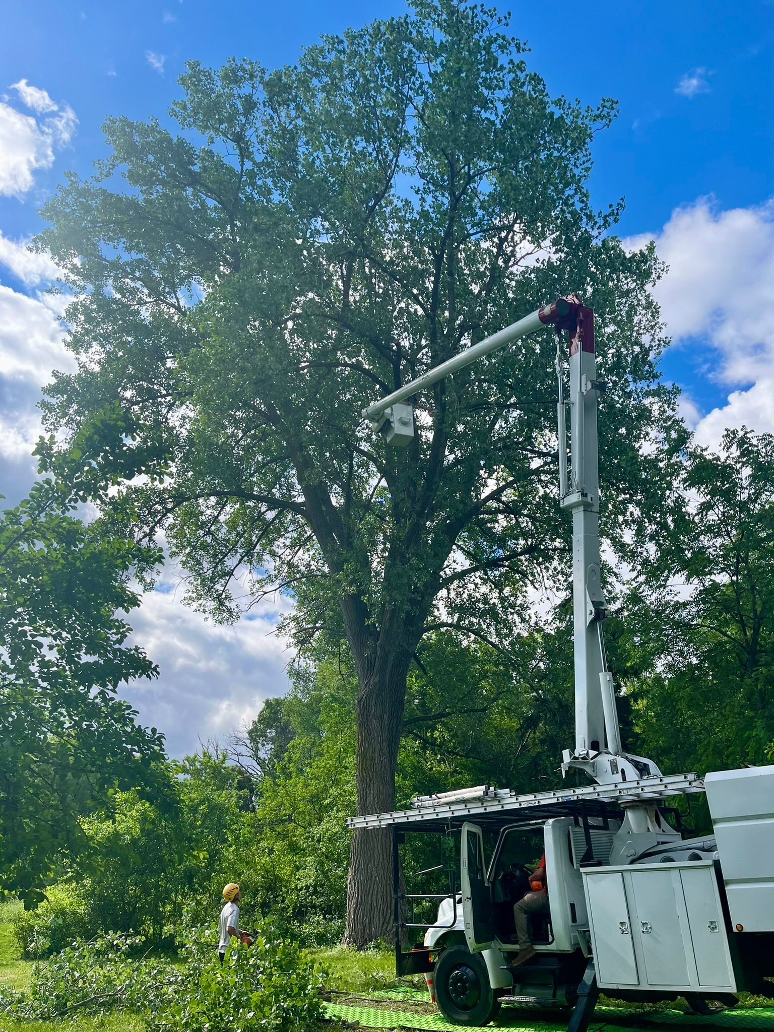 A large tree is being cut down by a crane.