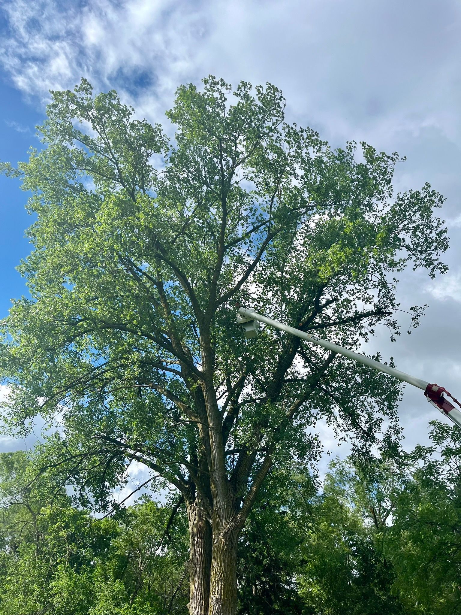 A large tree with lots of leaves is being sprayed with a hose.