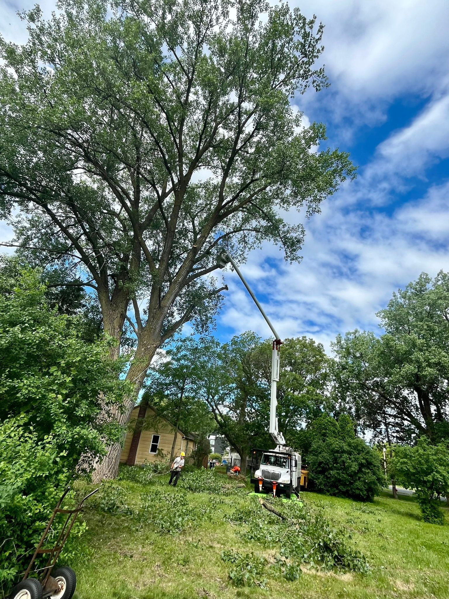 A crane is cutting a tree in a yard.