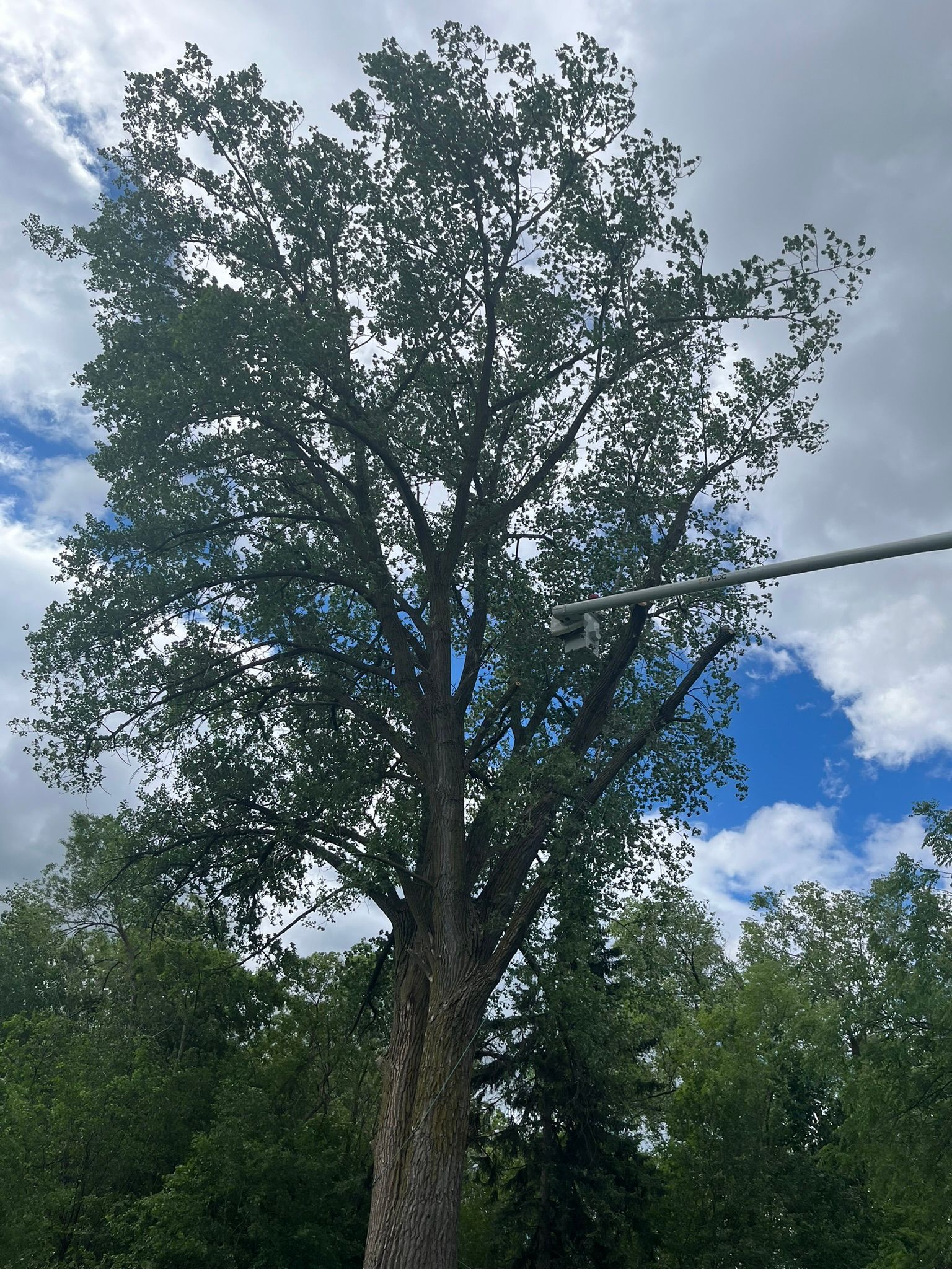 A tree with lots of leaves against a cloudy sky