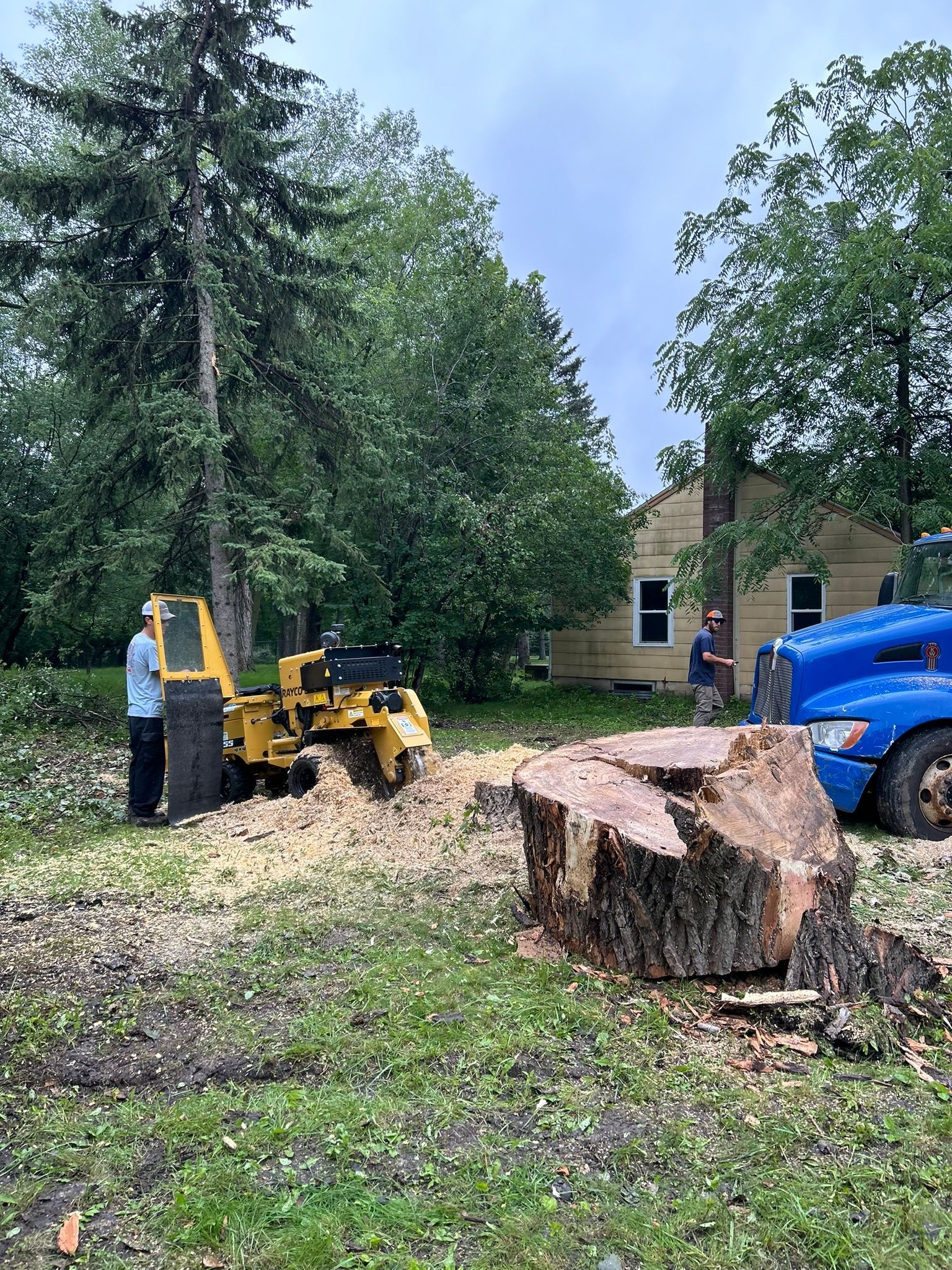 A large tree stump is being removed by a stump grinder.