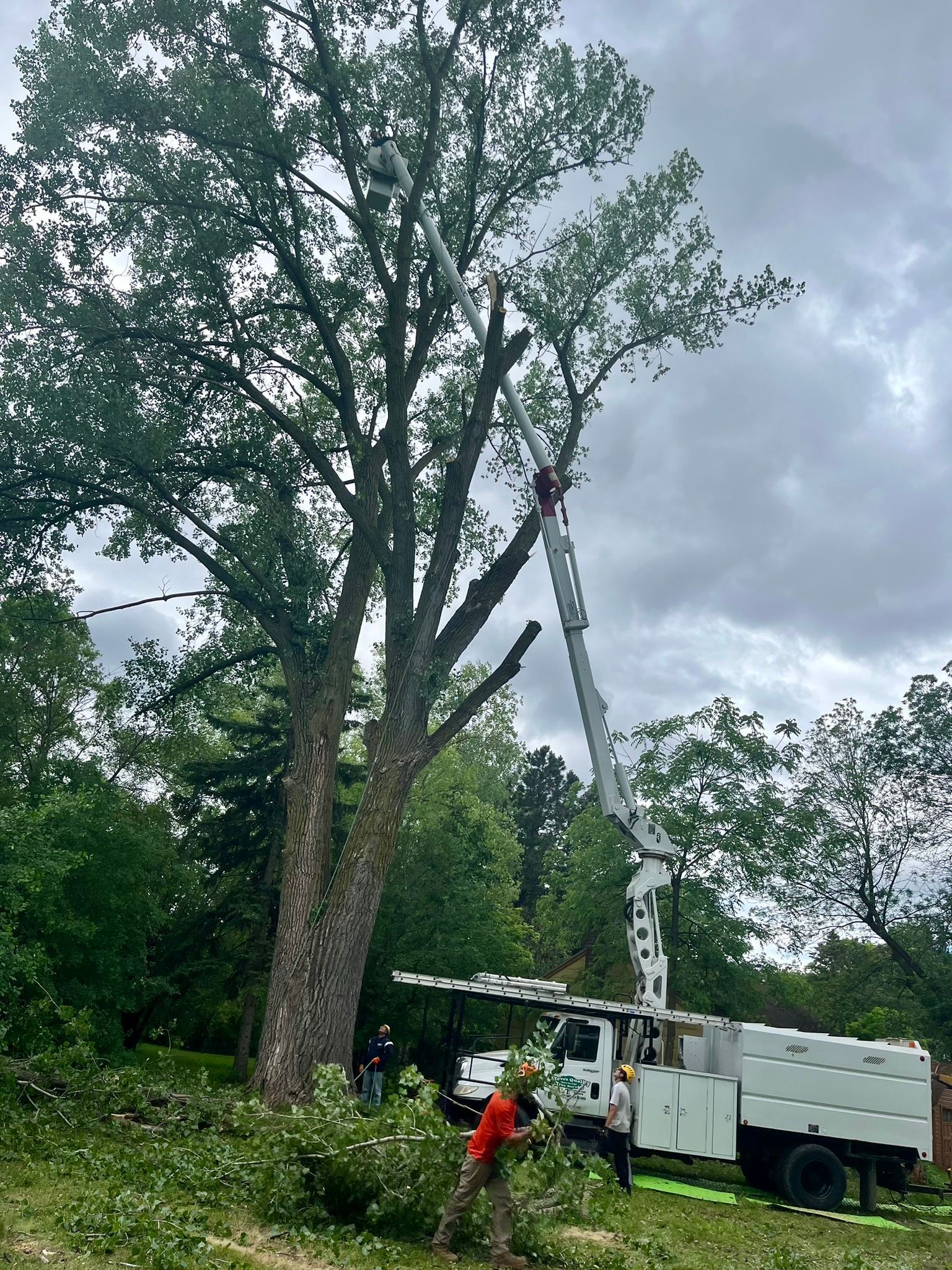 A man is cutting a tree with a crane.