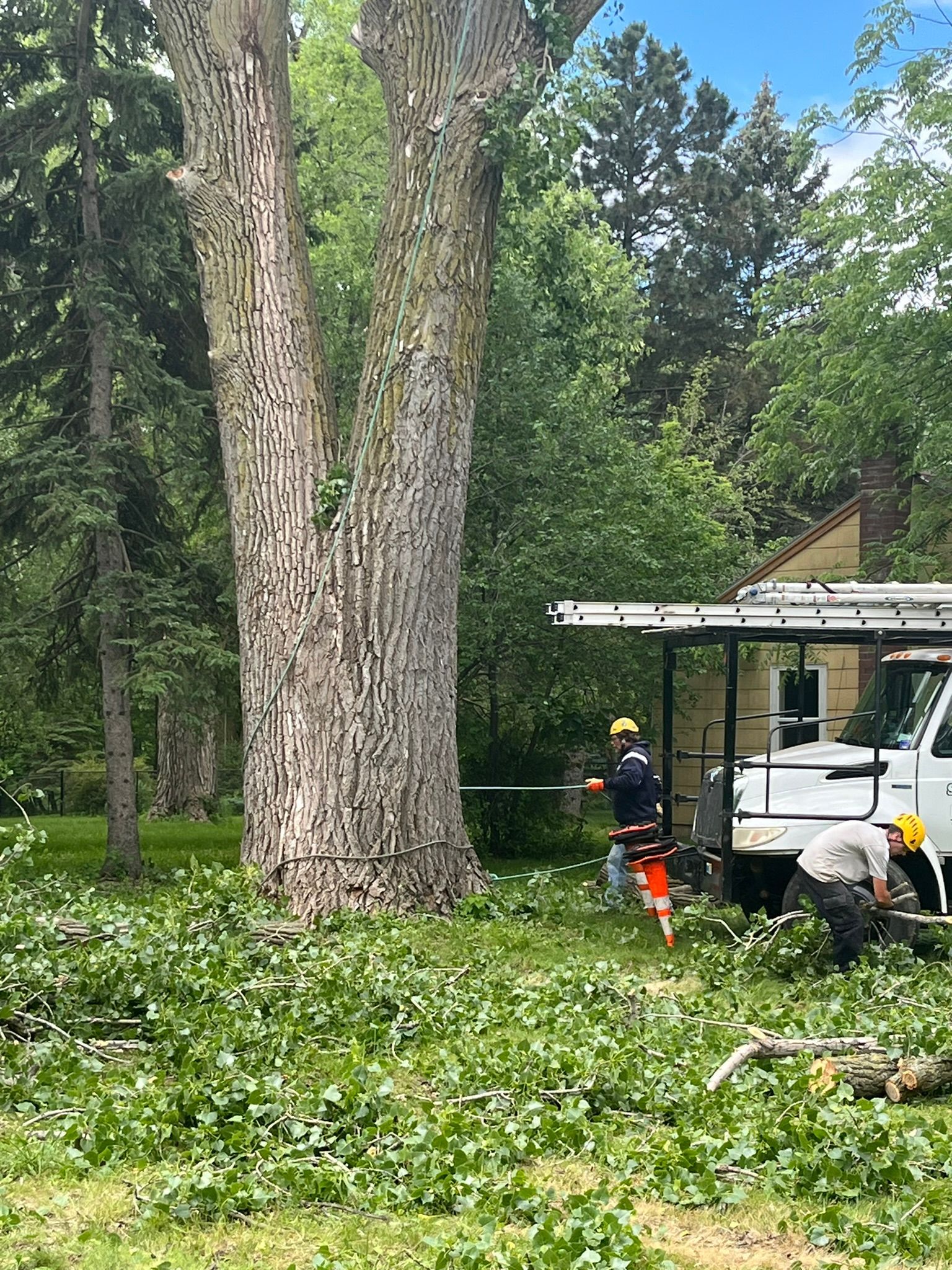 A man is cutting a tree with a chainsaw in front of a truck.