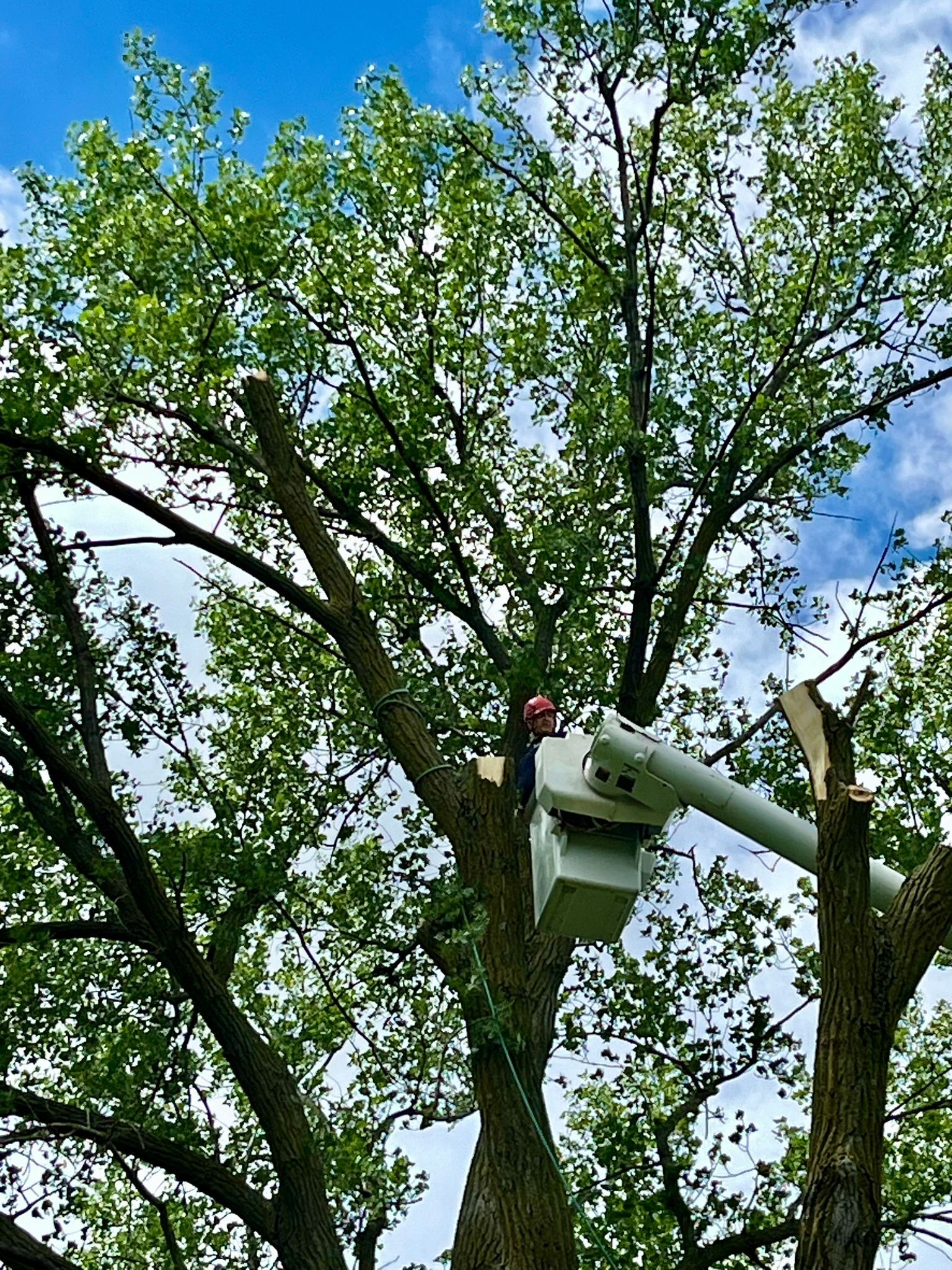 A man is cutting a tree with a bucket truck.
