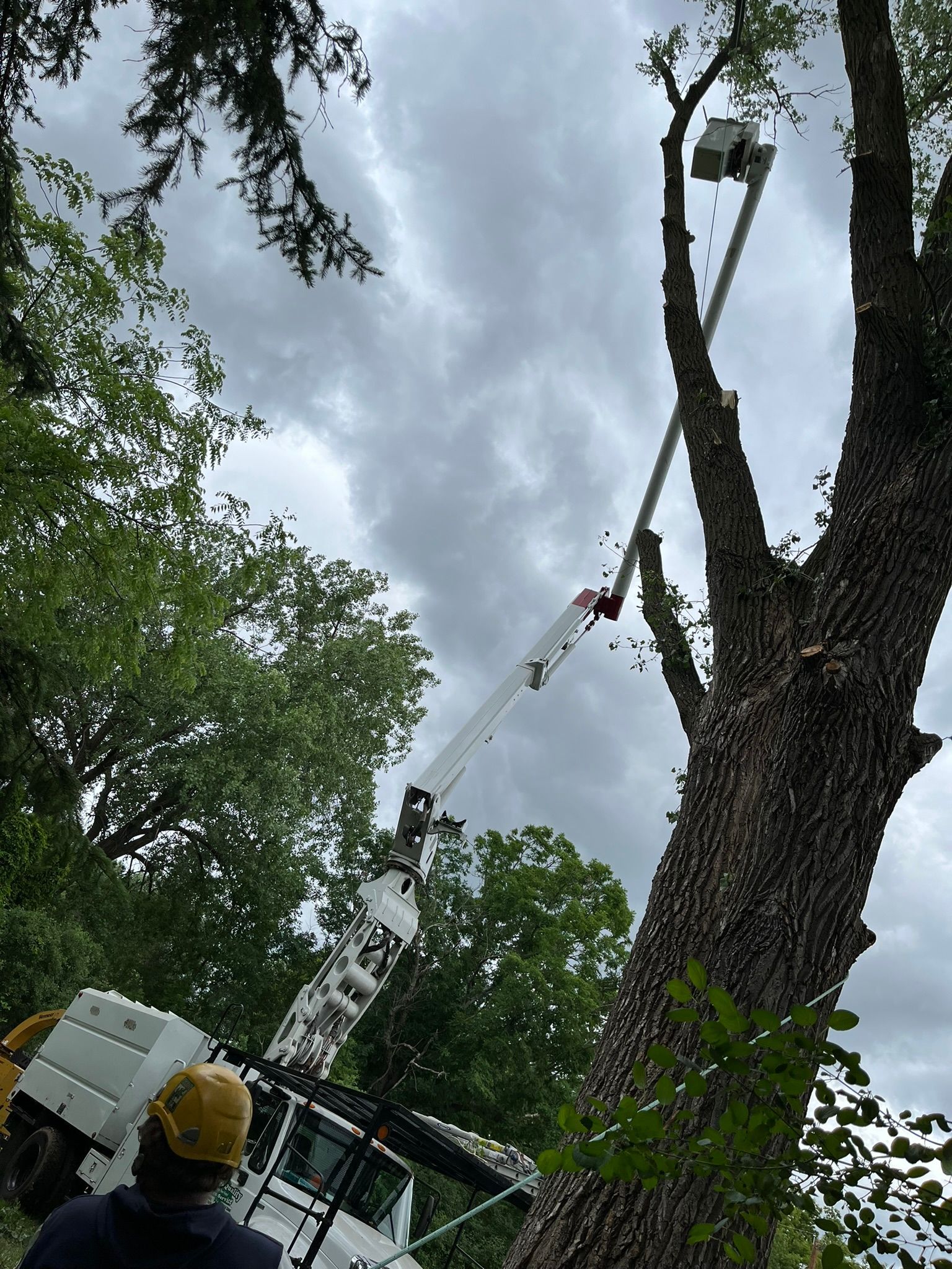 A man is looking up at a crane cutting a tree.