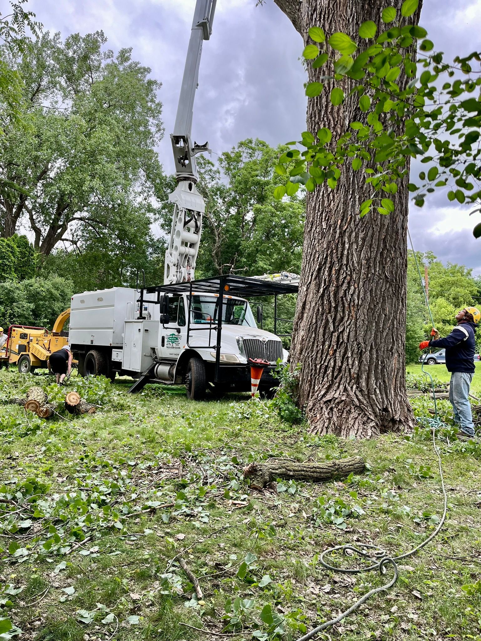 A large tree is being cut down by a crane in a field.