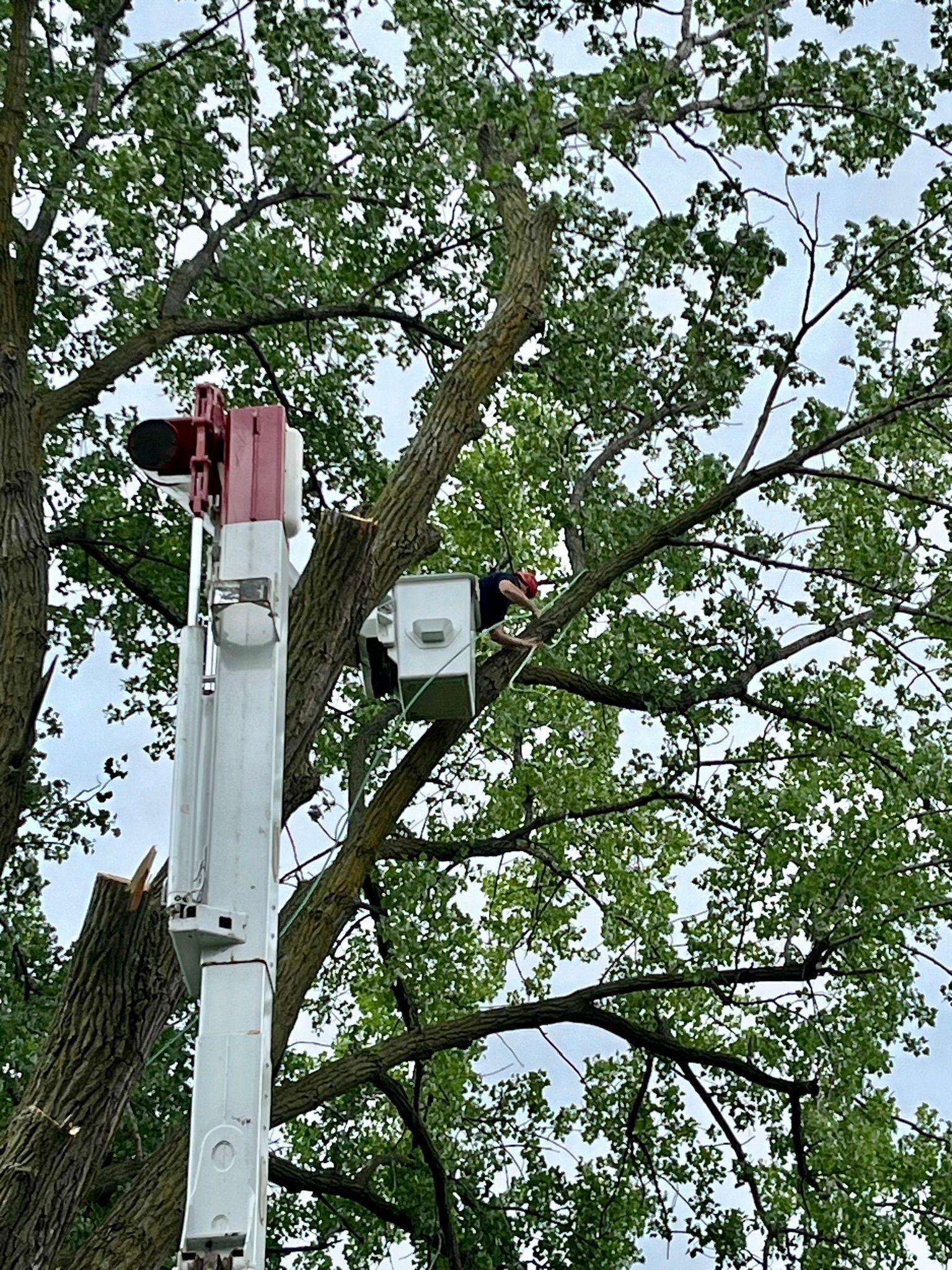 A man is cutting a tree with a chainsaw from a crane.