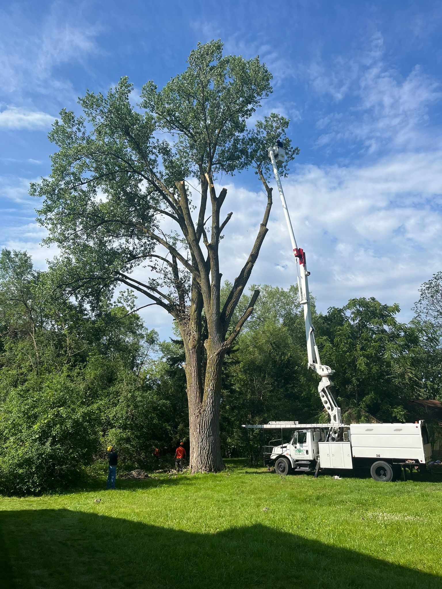 A large tree is being cut down by a crane in a grassy field.