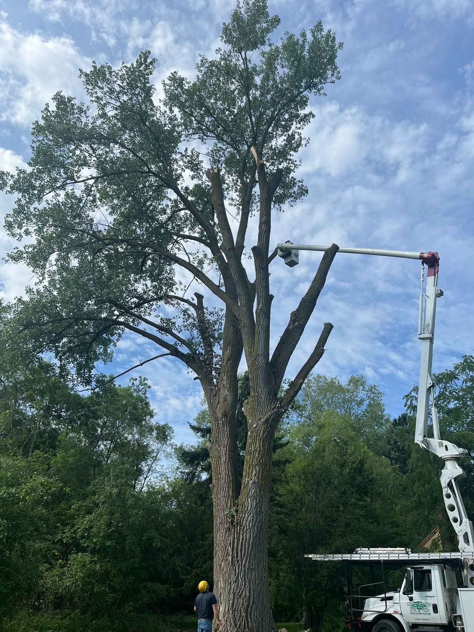 A large tree is being cut down by a crane.