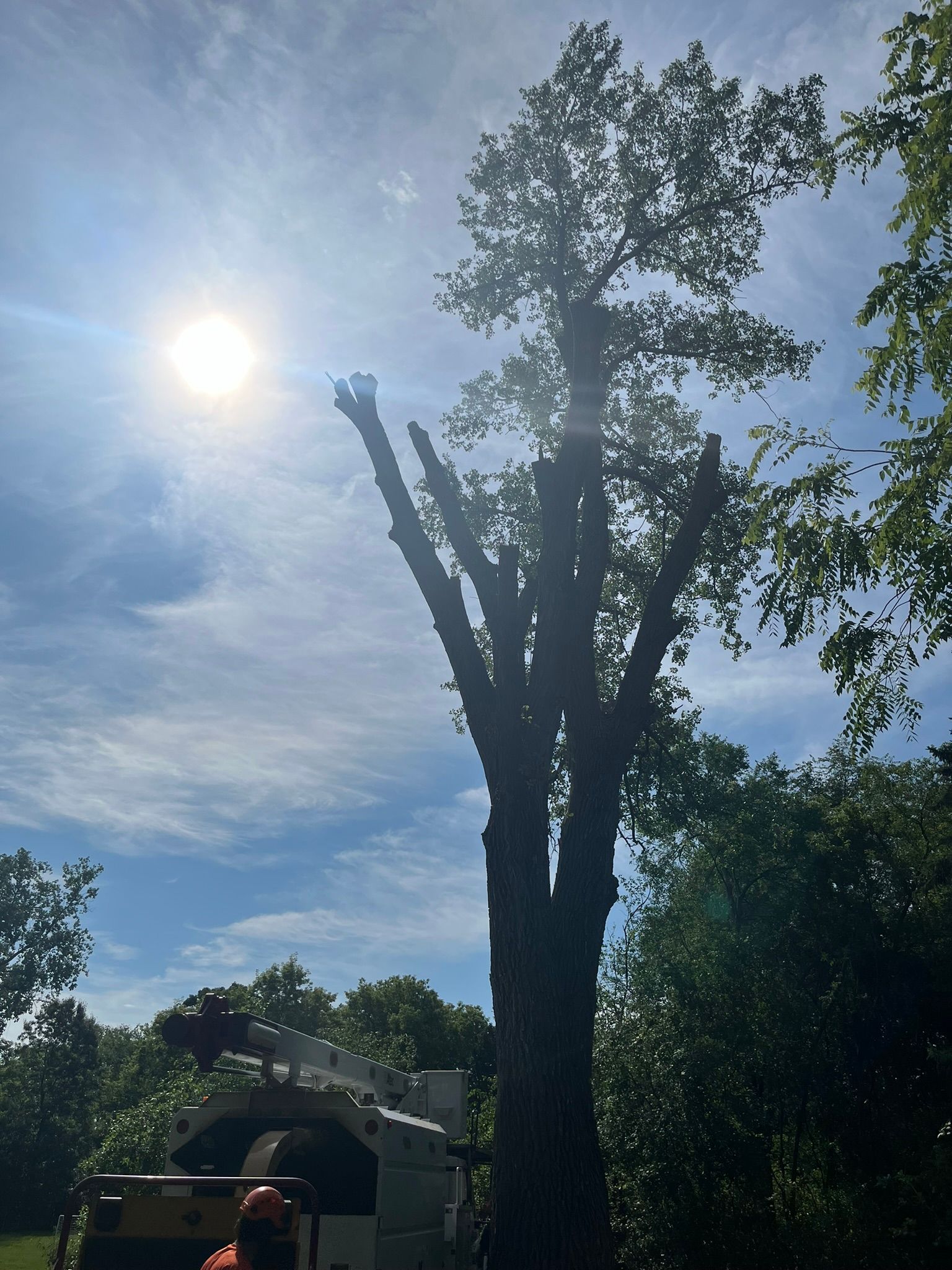 A large tree is being cut down by a crane.