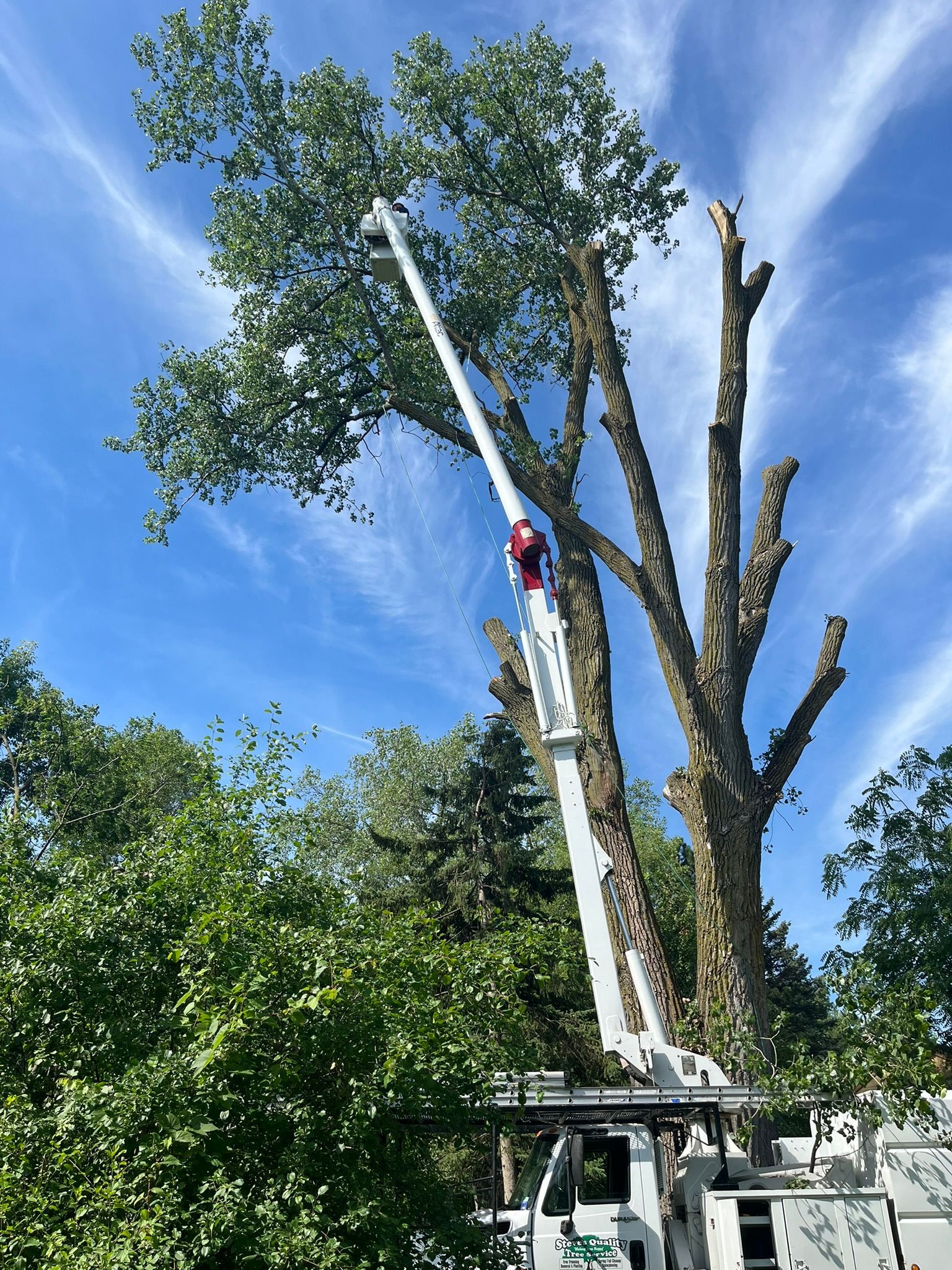 A man is cutting a tree with a crane.