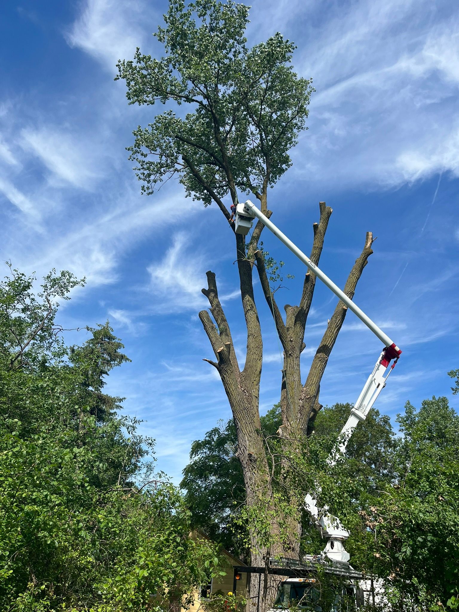 A man is cutting a tree with a crane.