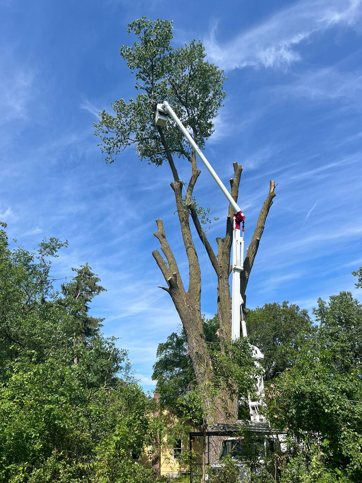 A large tree is being cut down by a crane.