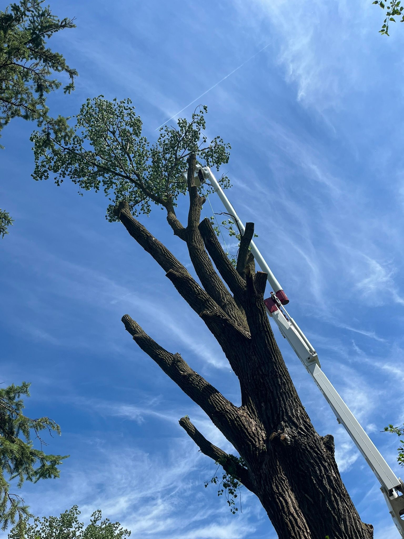 A crane is cutting a tree with a blue sky in the background
